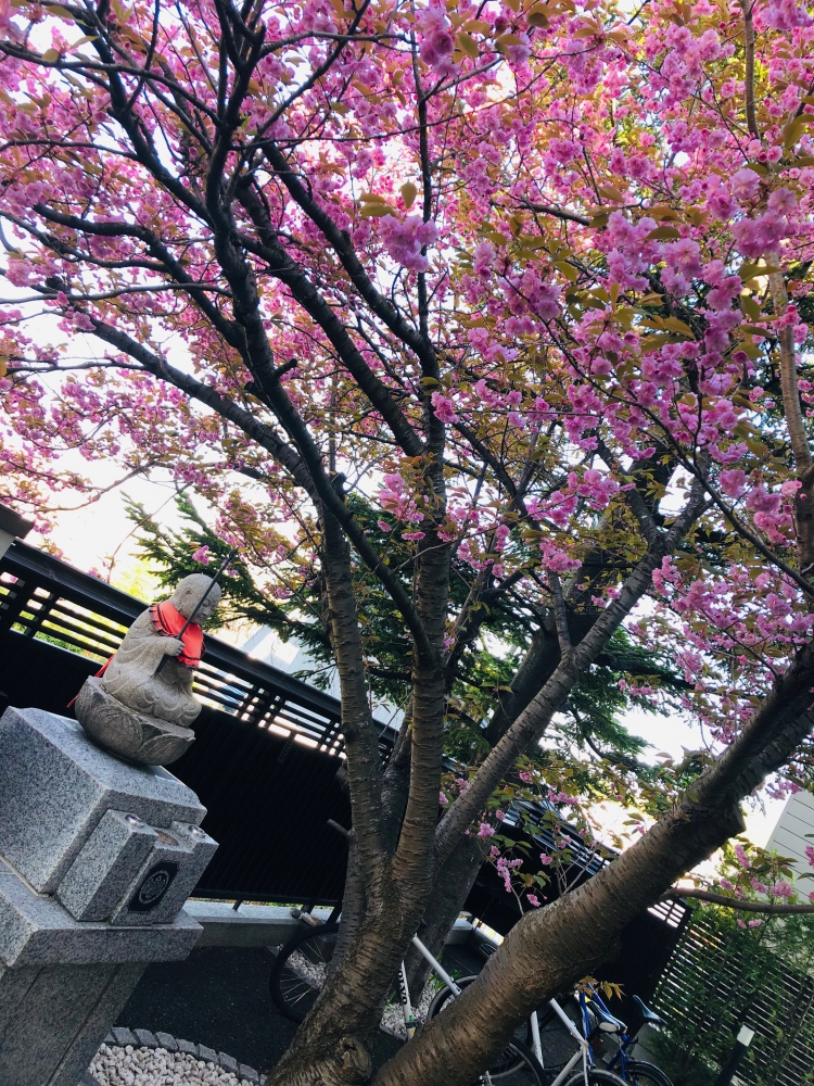 満開の桜とお地蔵様