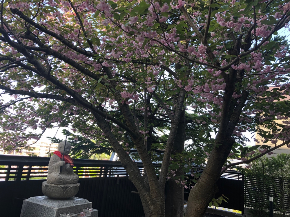 お寺の玄関前の八重桜